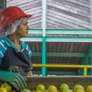 producción de naranjas en Honduras
