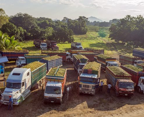 Exportar cítricos en Honduras