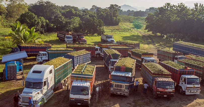 Exportar cítricos en Honduras