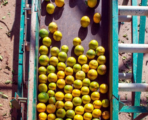 Los cítricos en Honduras demuestran ser uno de los negocios más rentables