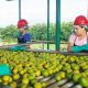 Cofructo es una empresa que apuesta por el desarrollo de la industria de Honduras