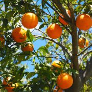 impacto ambiental de la naranja